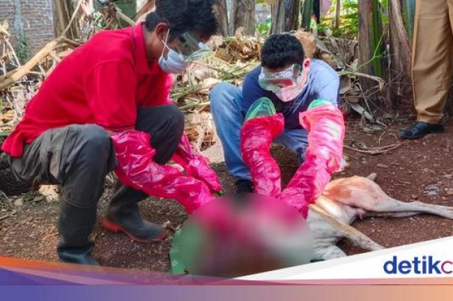 Teror Rabies di Sikka dan TTS: Populasi Anjing Banyak-Stok VAR Minim