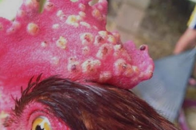 Kenali Cacar Unggas Pada Ayam dan Pencegahannya