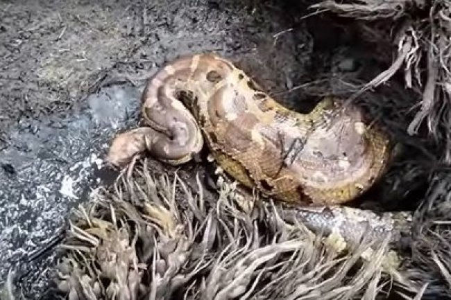 Ratu Ular Penghuni Hutan Sawit Kalimantan Ditemukan, Begini Penampakannya