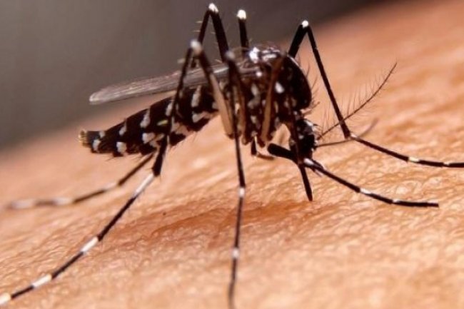 Fenomena El Nino, Waspada DBD! Nyamuk Dengue Menganas saat Suhu Tinggi