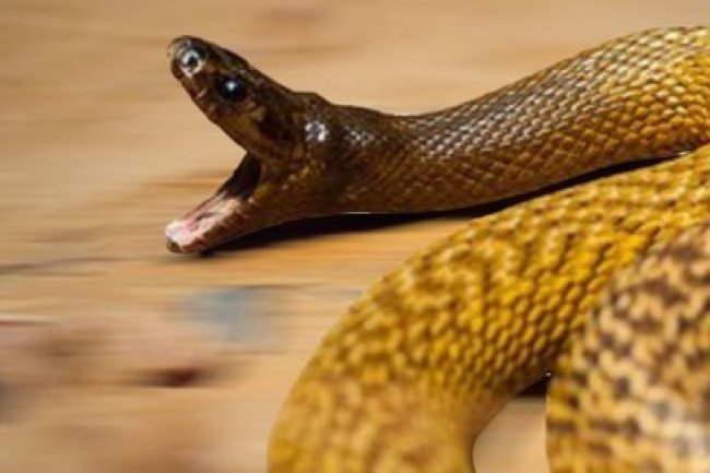 Seekor Ular Gelap Mata Telan Dua Bohlam Lampu Ukuran 15 Watt karena Kelaparan