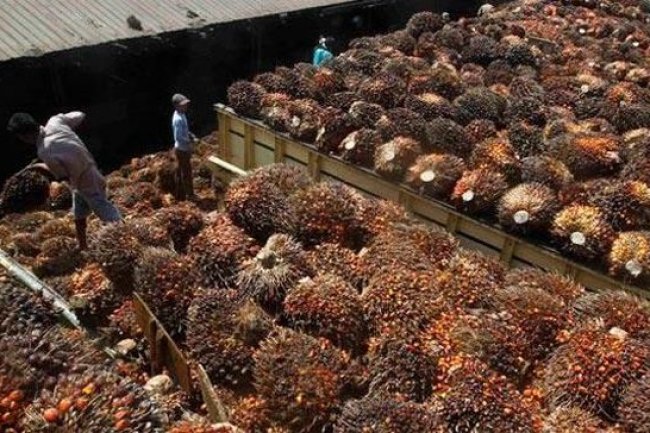 Eropa Jegal Sawit RI, Apindo: Kita Tak Bisa Tinggal Diam