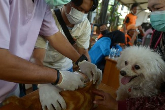 Marak Penyakit Rabies, Kenali Penularan hingga Pertolongan Pertama usai Digigit