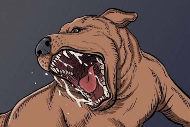 Kenali Gejala Awal Rabies yang Mirip dengan Flu Serta Penyembuhan Virus Rabies - Tribun-bali.com