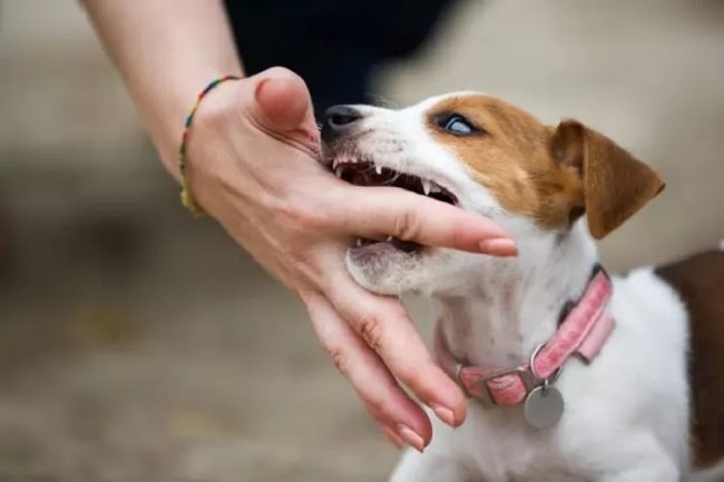 Jangan Sampai Kena, ini Alasan Medis Korban Terjangkit Rabies jadi Takut Air
