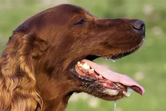 Kenali Gejala dan Cara Mencegah Rabies pada Manusia