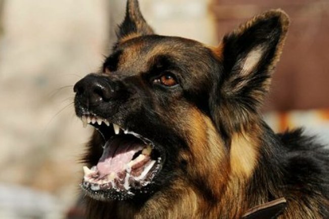 10 Provinsi dengan Kasus Rabies Tertinggi di Indonesia, Bali Nomor 1