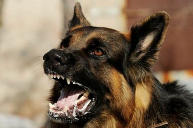 Penting Diketahui, Dampak Bagi Penderita Rabies Jika Minum Air