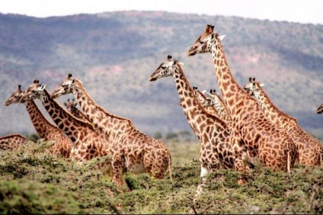 Peristiwa 21 Juni: Hari Jerapah Sedunia 2023, Ini Fakta Unik sang Mamalia Tertinggi di Dunia