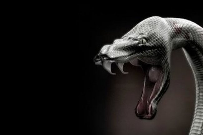 Bagaimana Keberadaan Ular Mempengaruhi Evolusi Manusia dan Membuat Kita Lebih Cerdas