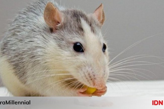 Cara Membuat Racun Tikus dari Umbi Gadung, Mudah dan Aman!