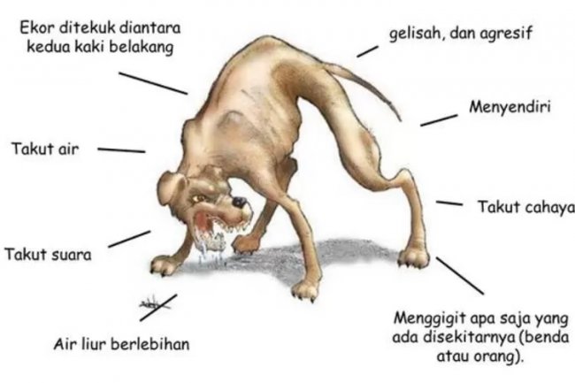 Cegah Penyakit Rabies di Belu, Bupati Taolin Perintahkan Dinas Peternakan Sosialisasi Ciri Anjing Rabies