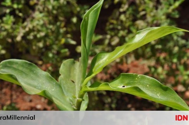 Manfaat Daun Insulin, Diklaim bisa Turunkan Kadar Gula Darah