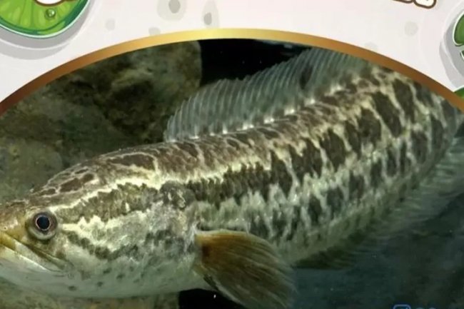 Manfaat Ikan Gabus untuk Pertumbuhan Anak yang Optimal