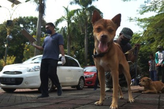 Apakah Orang Terpapar Rabies Bisa Menularkan Manusia Lain? Simak Penjelasannya