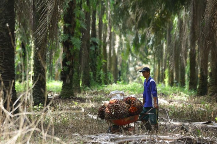 Uni Eropa Terapkan Antideforestasi, Ini Tantangan yang akan Dihadapi Indonesia