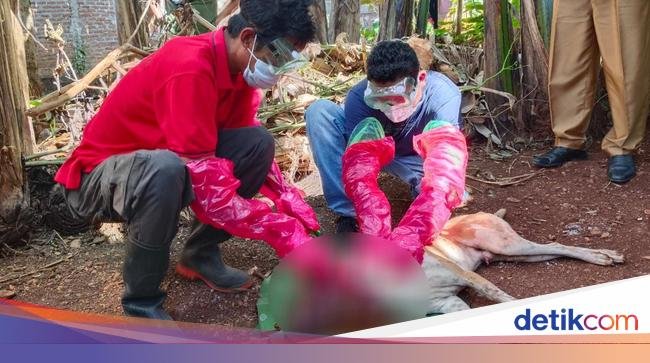 Teror Rabies di Sikka dan TTS: Populasi Anjing Banyak-Stok VAR Minim