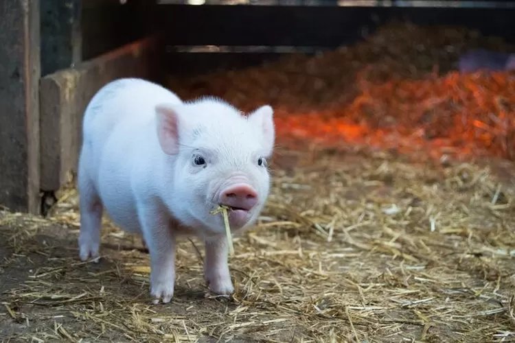 Deretan 4 bahaya makan babi bagi kesehatan, banyak yang mematikan