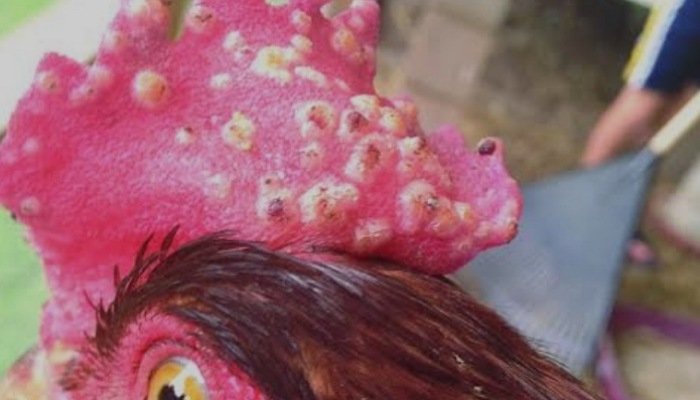 Kenali Cacar Unggas Pada Ayam dan Pencegahannya