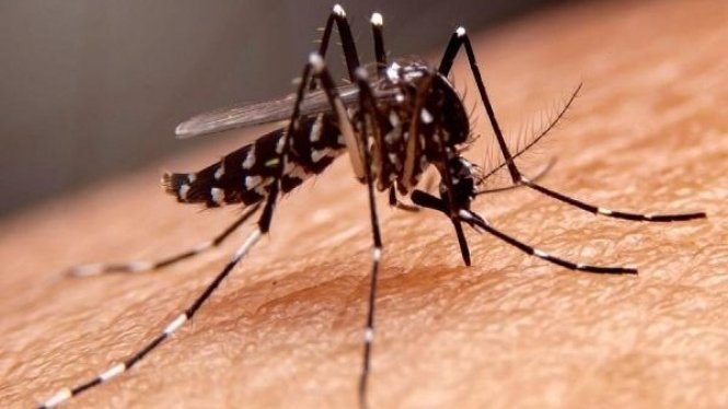 Fenomena El Nino, Waspada DBD! Nyamuk Dengue Menganas saat Suhu Tinggi