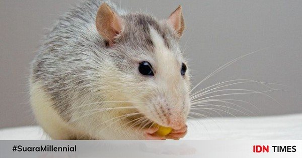 Cara Membuat Racun Tikus dari Umbi Gadung, Mudah dan Aman!