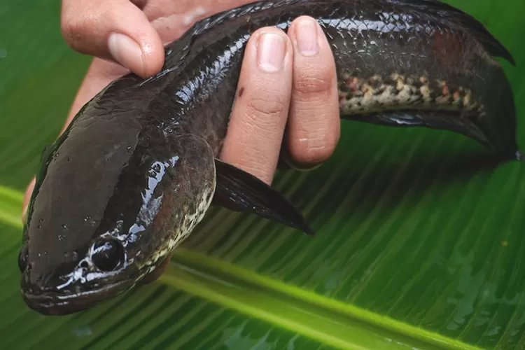 Kandungan Nutrisi dalam Ikan Gabus yang Dibutuhkan Tubuh