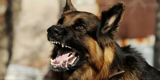 Apakah Anjing Rabies akan Mati Setelah Menggigit Manusia? Cek Faktanya