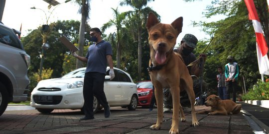 Apakah Orang Terpapar Rabies Bisa Menularkan Manusia Lain? Simak Penjelasannya