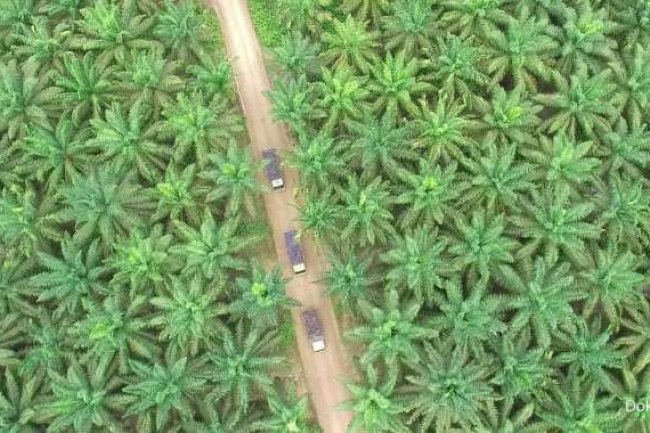 Dampak UU Anti Deforestasi, Negara Berpotensi Kehilangan Penerimaan US$ 5,15 Miliar