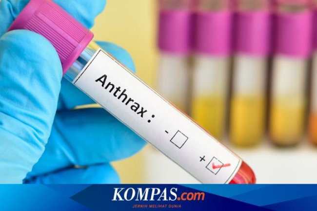 Bagaimana Manusia Bisa Terkena Penyakit Antraks? Berikut Faktanya...