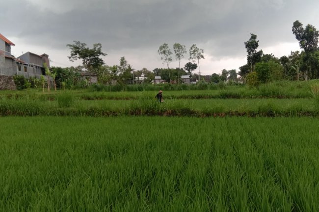 Gandeng BRIN, Bapanas Perkuat Teknologi Informasi Penyatuan Data Pangan