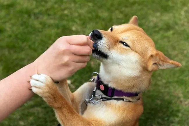 Mengenal Bahaya Rabies yang Menular ke Manusia