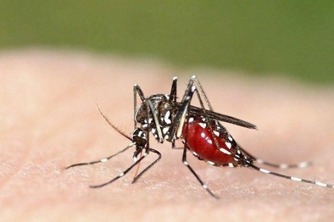 Warga Ambon Waspada Demam Berdarah saat Musim Hujan, Ketahui Gejala Infeksi dan Cara Pencegahannya