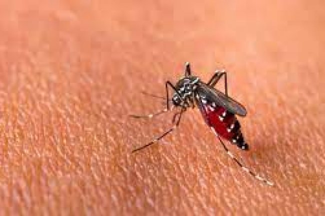 Dinkes Kapuas Hulu imbau masyarakat berantas sarang nyamuk cegah DBD