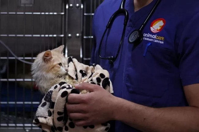 Siprus Berpotensi jadi Pulau Kucing Mati Akibat Wabah Feline Coronavirus