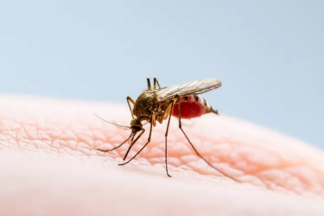 Membongkar Misteri Demam Berdarah dan Upaya Melawan Penyakit yang Mematikan