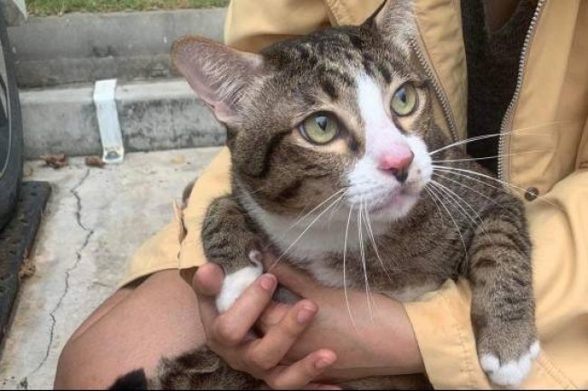 Ribuan Kucing Mati di Siprus, Diduga Terkait Infeksi Feline Coronavirus yang Semakin Berbahaya