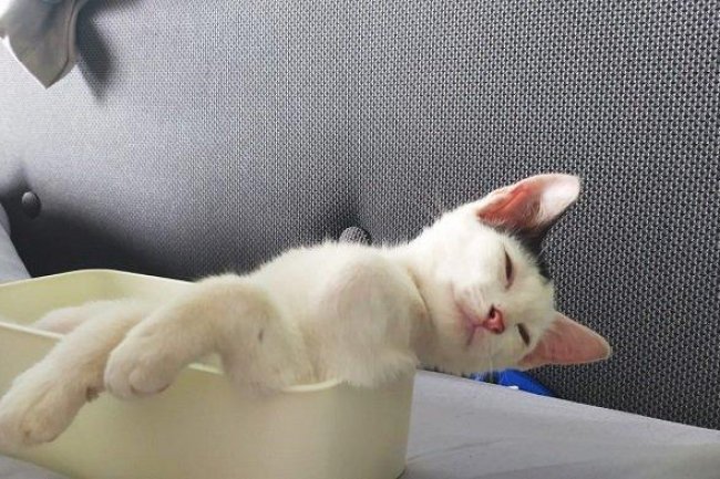 Feline Coronavirus Merebak, Ribuan Kucing Mati di Siprus