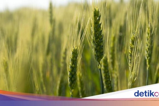 Harap Cemas Ancaman Krisis Pangan Gegara Rusia Keluar Perjanjian Ekspor