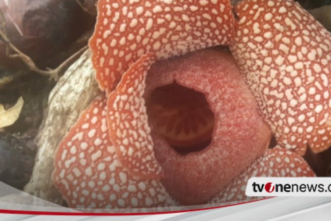 Peristiwa Langka, Bunga Rafflesia Zollingeriana Mekar di Taman Nasional Meru Betiri Banyuwangi