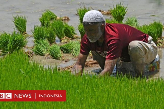 India larang ekspor beras, harga di Indonesia akan 'terkerek naik'