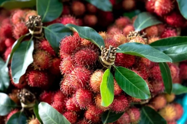 Manfaat Mengkonsumsi Buah Rambutan Untuk Memperkuat Tulang dan Gigi