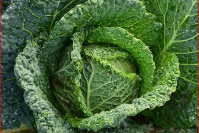 Cara Membuat Jus Sayur Kol, Minuman Segar Menyehatkan