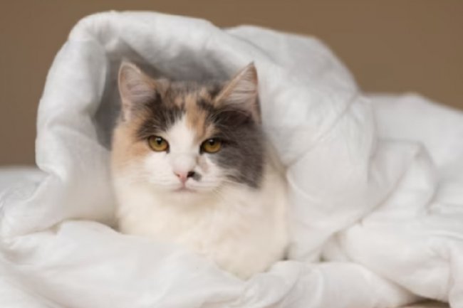 Anabul Tak Enak Badan? Intip 7 Cara Alami Mengobati Flu Kucing