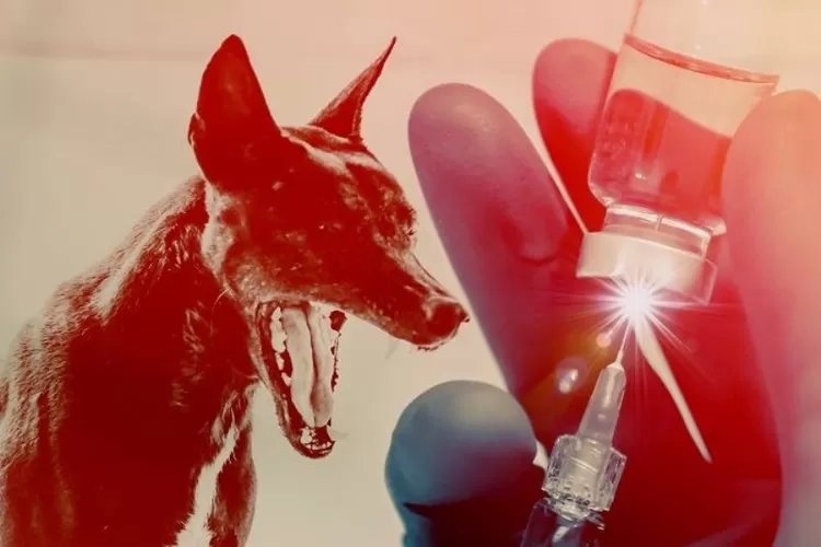 Rabies di Bali Berstatus Endemic! Hati-hati Karena Hampir Semua Daerah Zona Merah