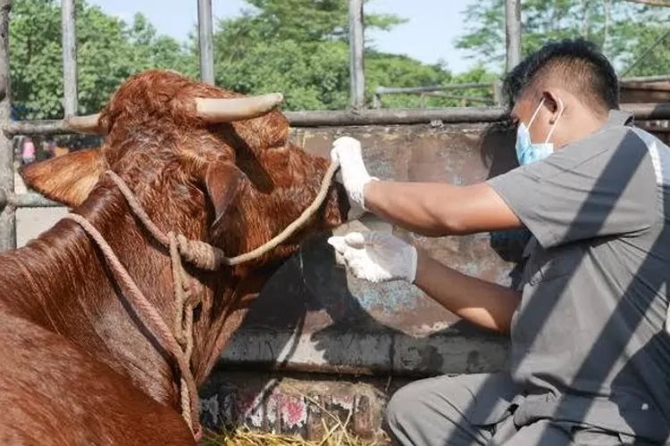 Cegah Antraks, Kementan Sediakan 110 Ribu Stok Vaksin hingga Bentuk Kader Zoonosis