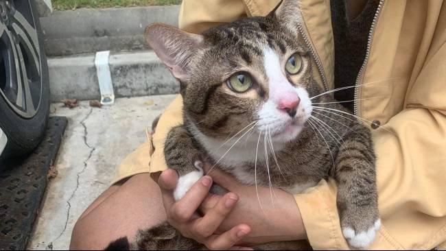 Ribuan Kucing Mati di Siprus, Diduga Terkait Infeksi Feline Coronavirus yang Semakin Berbahaya