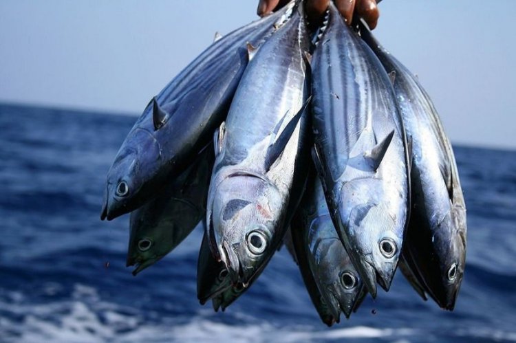 4 Ikan yang Aman Dikonsumsi Penderita Gula Darah Tinggi, Cegah Peradangan