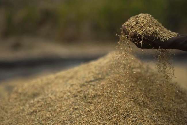 "Kiamat" Beras India Makan Korban: Singapura, AS & Kanada