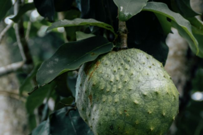 5 Manfaat Daun Sirsak untuk Kesehatan dan Cara Mengolahnya